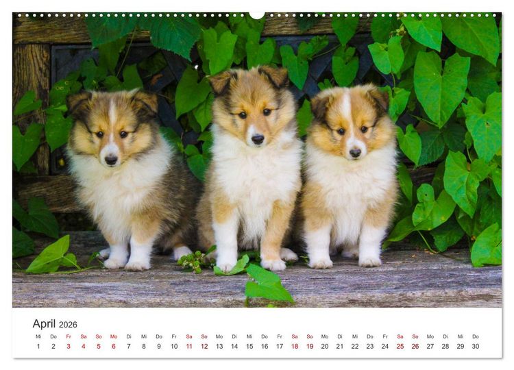 Produktbild: Shelties - Die zuckers&uuml;&szlig;en Vierbeiner. (Wandkalender 2026 DIN A2 quer), CALVENDO Monatskalender