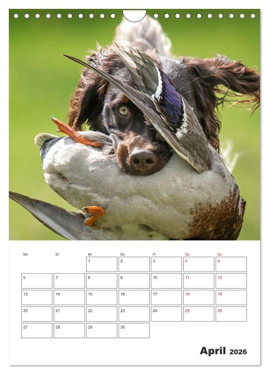 Produktbild: Geboren um zu Jagen. Der kleine M&uuml;nsterl&auml;nder (Wandkalender 2026 DIN A4 hoch), CALVENDO Monatskalender