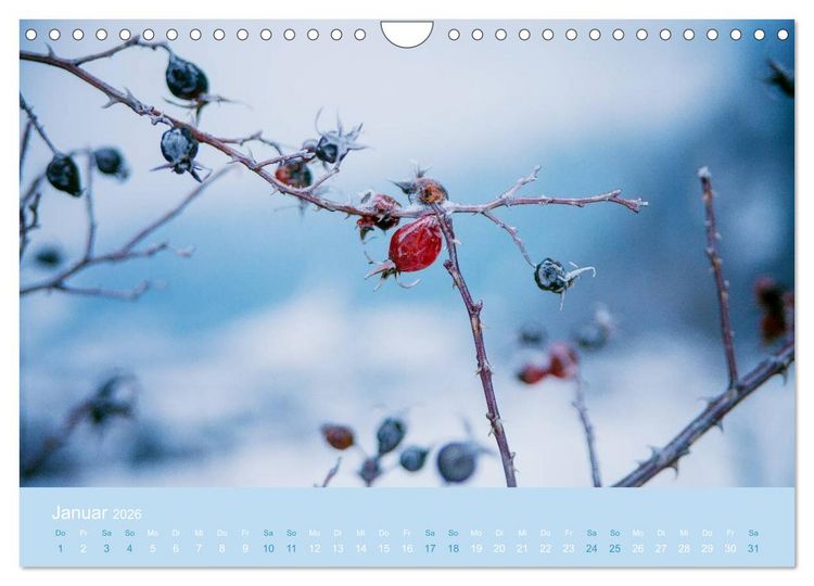 Produktbild: Zeitenwandel - Ein Jahr in der Natur (Wandkalender 2026 DIN A4 quer), CALVENDO Monatskalender