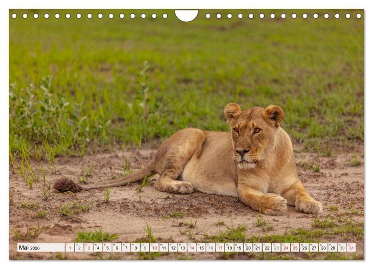 Produktbild: Afrikas wilde Katzen (Wandkalender 2026 DIN A4 quer), CALVENDO Monatskalender