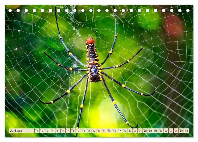 Produktbild: Spinnennetze - Wunder der Natur (Tischkalender 2026 DIN A5 quer), CALVENDO Monatskalender