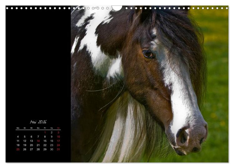 Produktbild: Irish Tinker (Wandkalender 2026 DIN A3 quer), CALVENDO Monatskalender