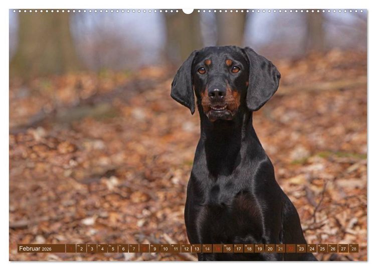 Produktbild: Brandlbracken (hochwertiger Premium Wandkalender 2026 DIN A2 quer), Kunstdruck in Hochglanz