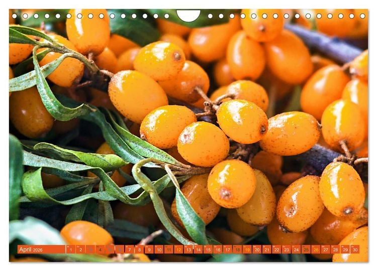 Produktbild: ORANGE - Gem&uuml;se und Obst -Vitaminreich (Wandkalender 2026 DIN A4 quer), CALVENDO Monatskalender