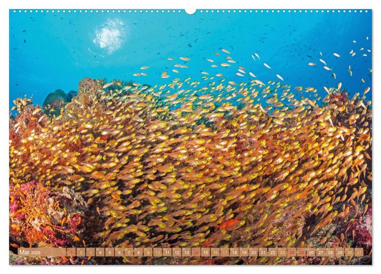 Produktbild: Fischparadies Riff (hochwertiger Premium Wandkalender 2026 DIN A2 quer), Kunstdruck in Hochglanz
