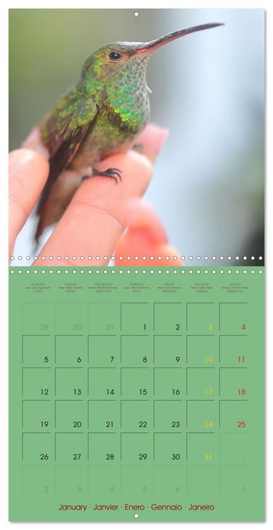 Produktbild: Douze oiseaux de la capitale du Costa Rica (Calendrier mural carr&eacute; 2026 30x30 cm) Calendrier double avec une page pour vos prises de notes