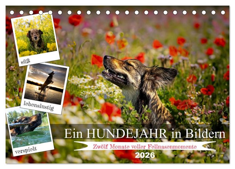 Produktbild: Ein Hundejahr in Bildern (Tischkalender 2026 DIN A5 quer), CALVENDO Monatskalender