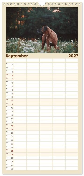 Produktbild: Familienplaner 2027 - Rhodesian Ridgeback - Herzen auf vier Pfoten mit 5 Spalten (Wandkalender, 21 x 45 cm) CALVENDO