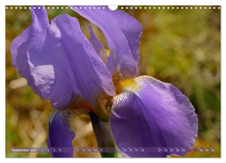 Produktbild: Iris - mond&auml;ne Gartensch&ouml;nheit (Wandkalender 2026 DIN A3 quer), CALVENDO Monatskalender