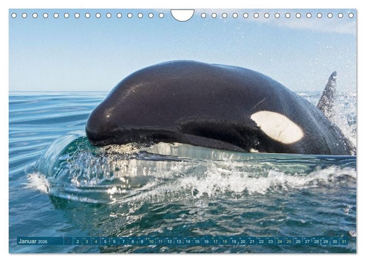 Produktbild: Orcas: Schwarz-wei&szlig;e Giganten (Wandkalender 2026 DIN A4 quer), CALVENDO Monatskalender