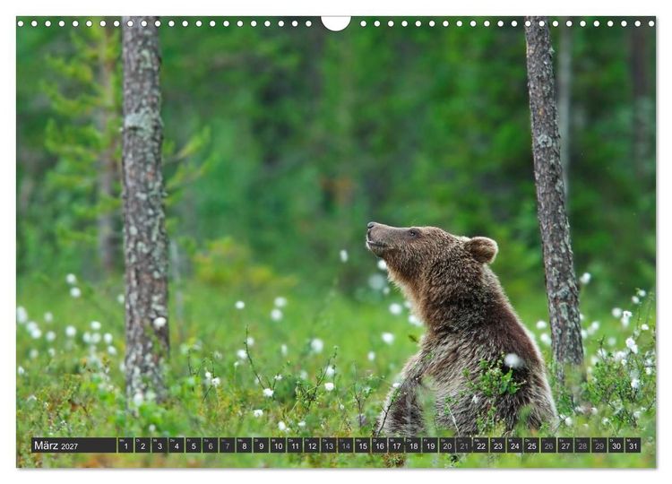 Produktbild: Magie des Augenblicks - B&auml;ren in nordischen W&auml;ldern (Wandkalender 2027 DIN A3 quer), CALVENDO Monatskalender