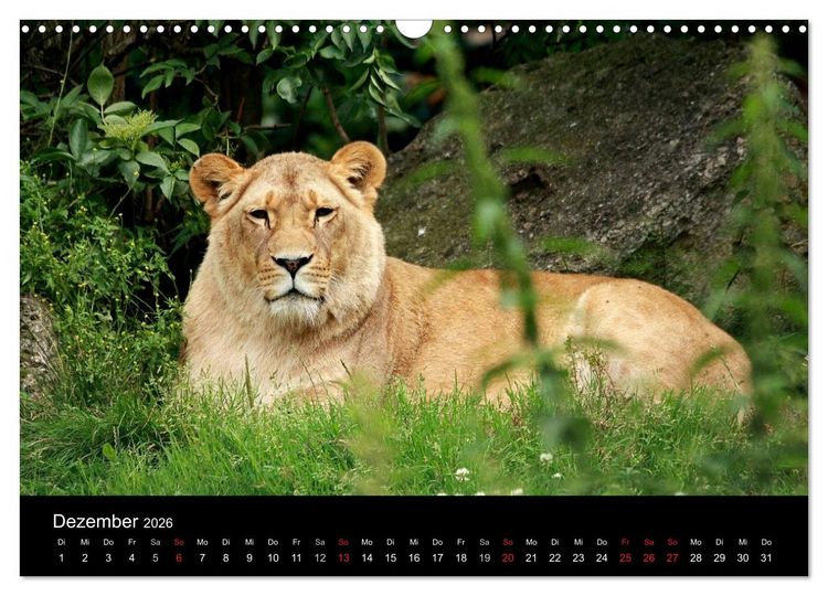 Produktbild: L&ouml;wen (Wandkalender 2026 DIN A3 quer), CALVENDO Monatskalender