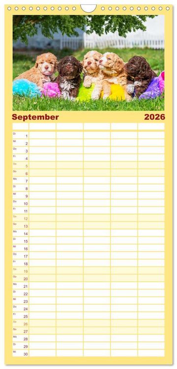 Produktbild: Familienplaner 2026 - Lagotto Romagnolo - der Tr&uuml;ffelhund Italiens mit 5 Spalten (Wandkalender, 21 x 45 cm) CALVENDO