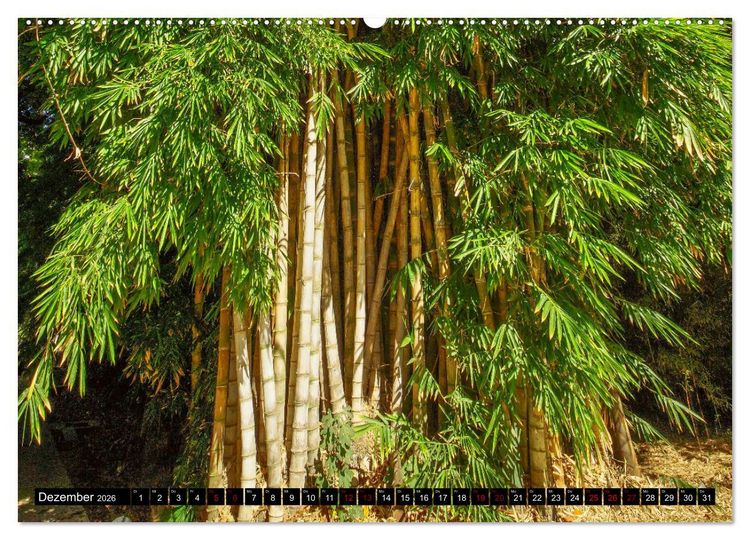 Produktbild: Botanischer Garten Palermo (Wandkalender 2026 DIN A2 quer), CALVENDO Monatskalender