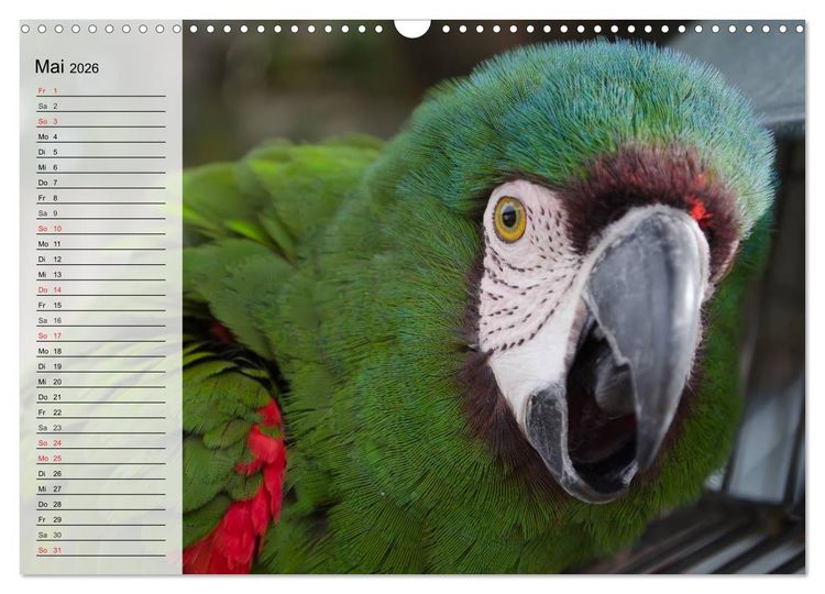 Produktbild: Papageien. Bunt, laut und klug (Wandkalender 2026 DIN A3 quer), CALVENDO Monatskalender