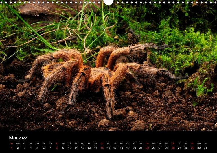 Produktbild: Vogelspinnen - Tarantulas (Wandkalender 2022 DIN A3 quer)