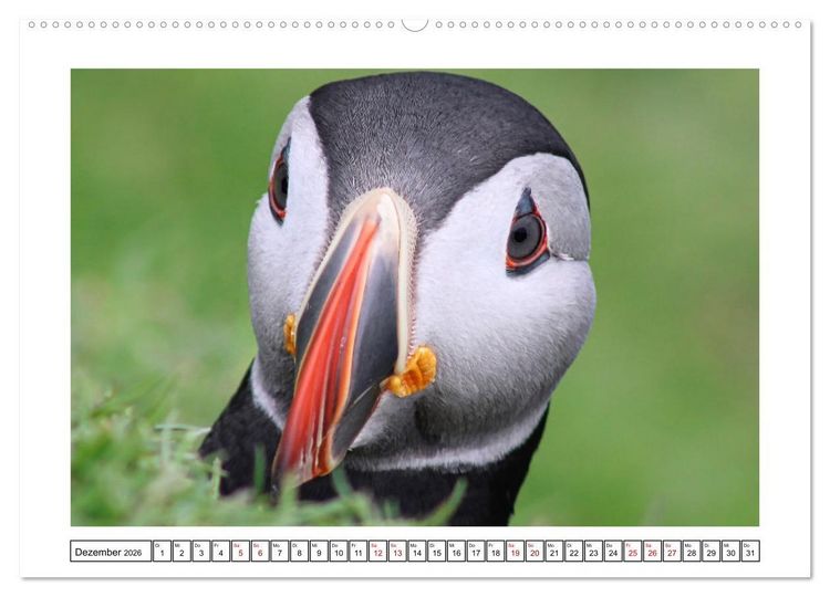 Produktbild: Papageientaucher 2026 - Magische V&ouml;gel des Nordmeers (Wandkalender 2026 DIN A2 quer), CALVENDO Monatskalender