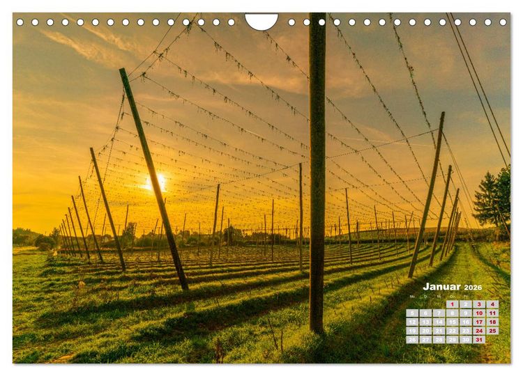 Produktbild: Hopfenland Holledau (Wandkalender 2026 DIN A4 quer), CALVENDO Monatskalender