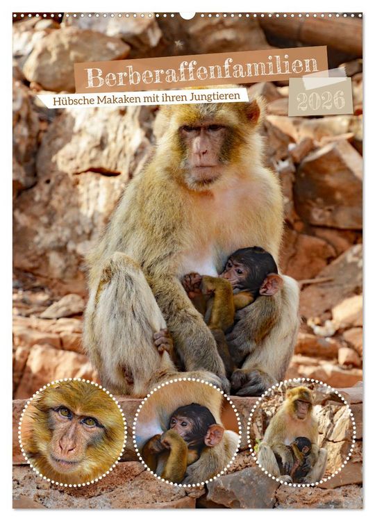 Produktbild: Berberaffenfamilien (Wandkalender 2026 DIN A2 hoch), CALVENDO Monatskalender