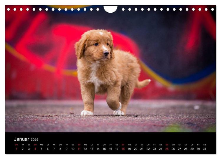 Produktbild: Toller - Nova Scotia Duck Tolling Retriever (Wandkalender 2026 DIN A4 quer), CALVENDO Monatskalender