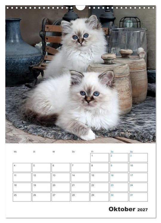 Produktbild: Heilige Birma Kitten Kalender mit Planer (Wandkalender 2027 DIN A3 hoch), CALVENDO Monatskalender