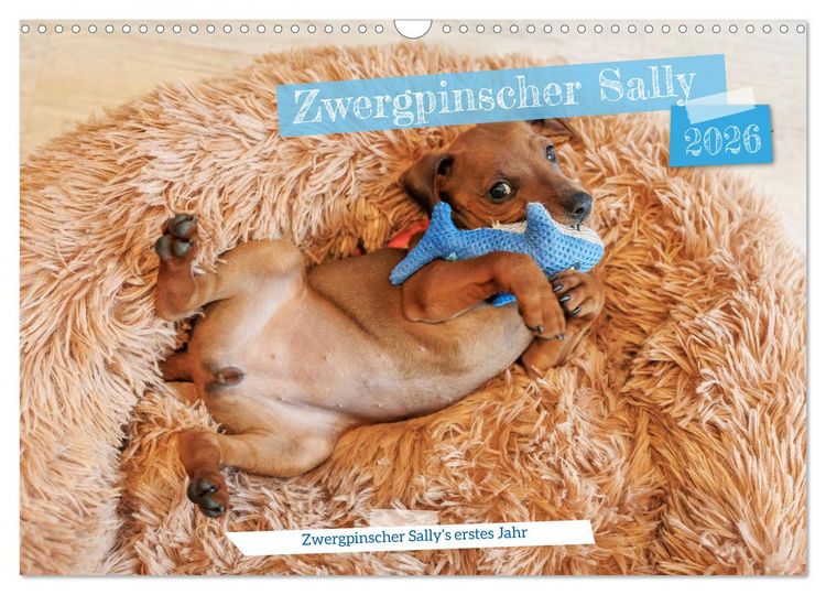 Produktbild: Zwergpinscher Sally&lsquo;s erstes Jahr (Wandkalender 2026 DIN A3 quer), CALVENDO Monatskalender