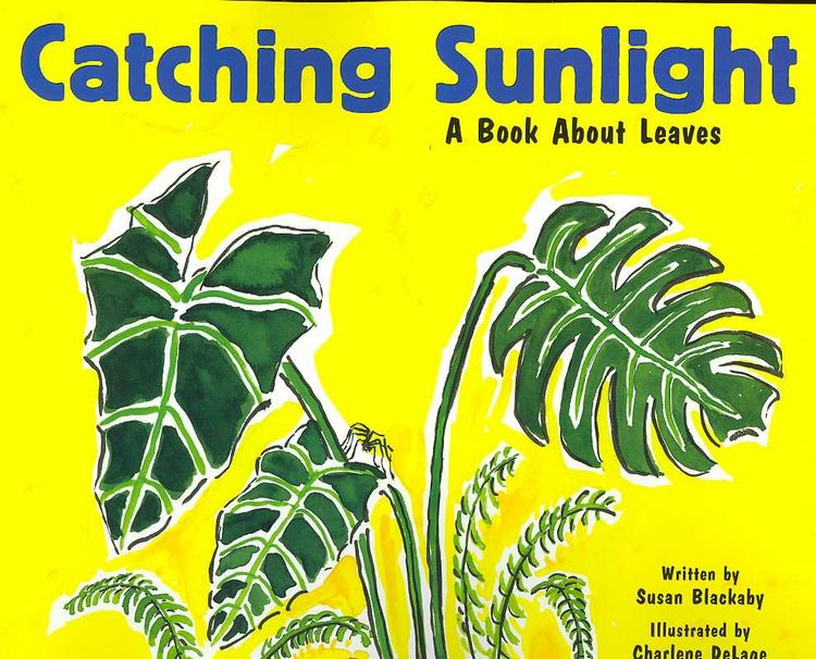 Produktbild: Catching Sunlight