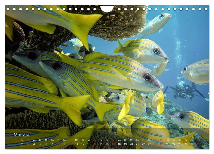 Produktbild: Malediven Impressionen aus dem Paradies (Wandkalender 2026 DIN A4 quer), CALVENDO Monatskalender