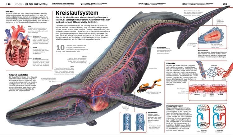 Produktbild: DK Wissen. Natur & Technik