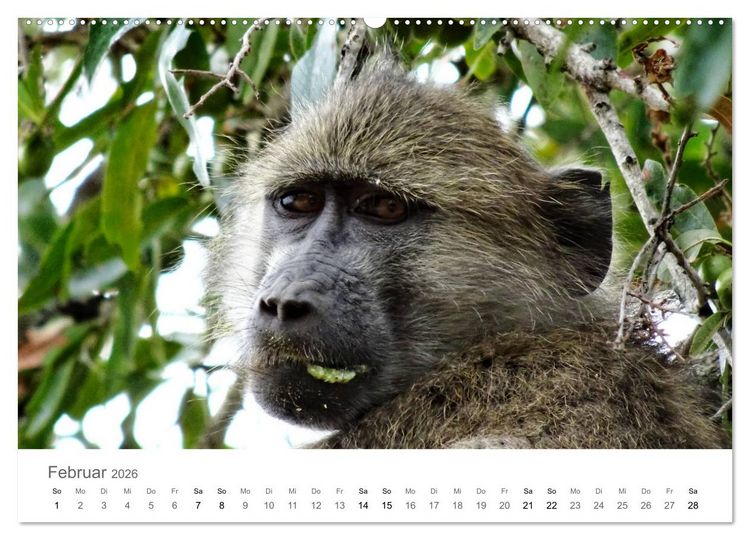 Produktbild: Afrika - Tiere im Kr&uuml;ger Nationalpark (hochwertiger Premium Wandkalender 2026 DIN A2 quer), Kunstdruck in Hochglanz
