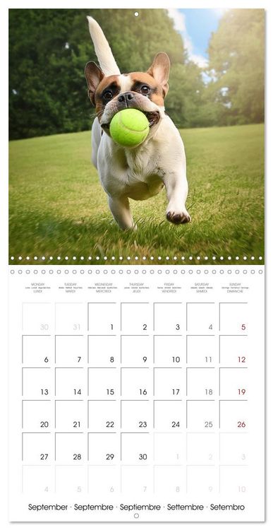 Produktbild: French Bulldogs in play frenzy (Wall Calendar 2027 12 &times; 12 Inch) CALVENDO 12 Month Wall Calendar