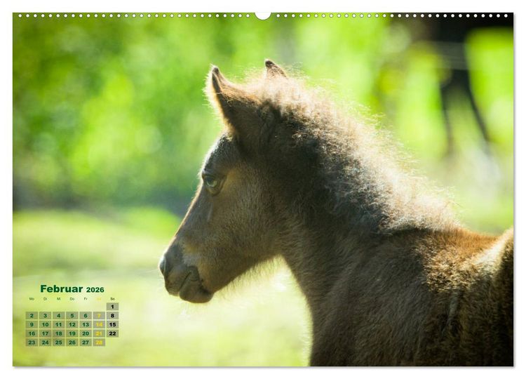 Produktbild: Wunderbare Fohlen (hochwertiger Premium Wandkalender 2026 DIN A2 quer), Kunstdruck in Hochglanz