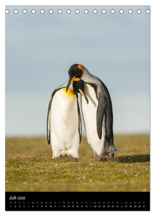 Produktbild: Pinguine - Wackeln im Thermo-Frack (Tischkalender 2026 DIN A5 hoch), CALVENDO Monatskalender