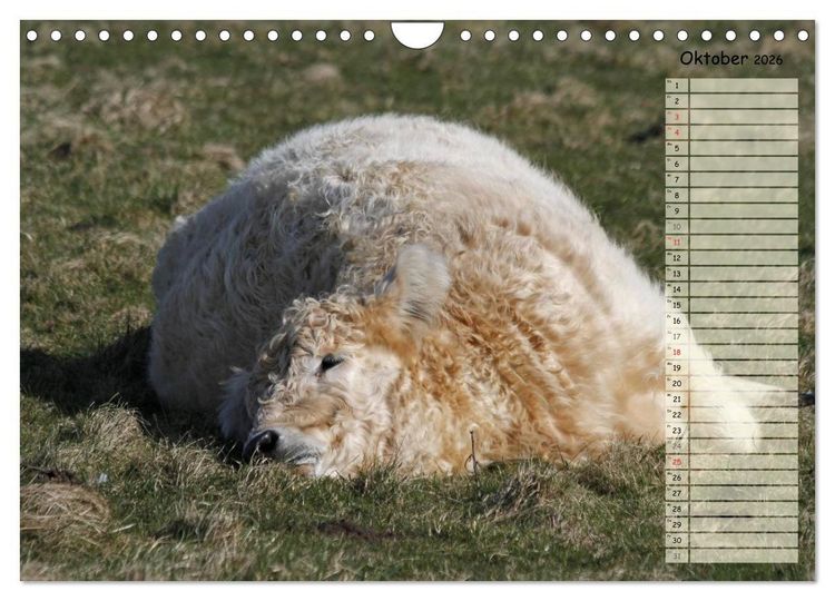 Produktbild: Gl&uuml;ckliche K&uuml;he (Wandkalender 2026 DIN A4 quer), CALVENDO Monatskalender
