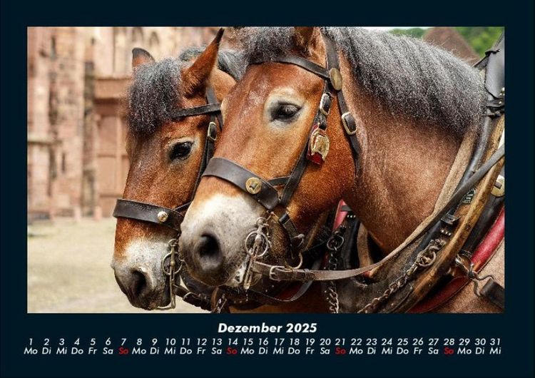 Produktbild: Pferdetraum 2025 Fotokalender DIN A4