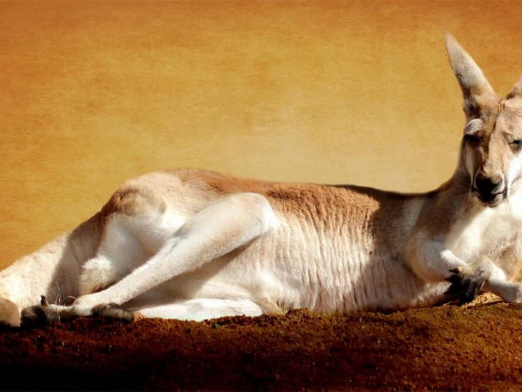 Produktbild: CALVENDO Puzzle K&auml;nguru | 1000 Teile Lege-Gr&ouml;&szlig;e 64x48cm Foto-Puzzle f&uuml;r gl&uuml;ckliche Stunden