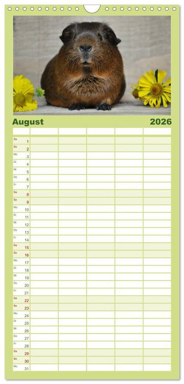 Produktbild: Familienplaner 2026 - Meerschweinchen Niedliche Herzensbrecher mit 5 Spalten (Wandkalender, 21 x 45 cm) CALVENDO