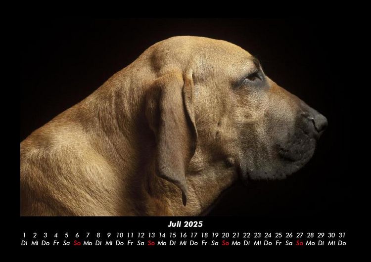 Produktbild: Hundezauber 2025 Fotokalender DIN A3