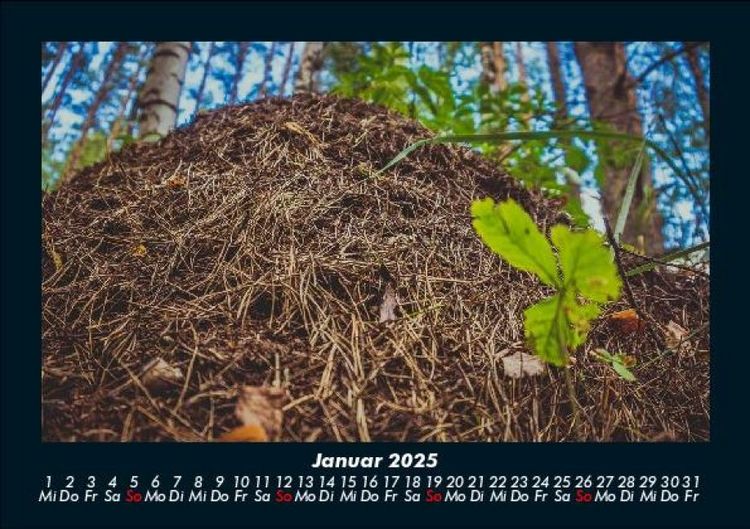 Produktbild: Waldzauber 2025 Fotokalender DIN A5