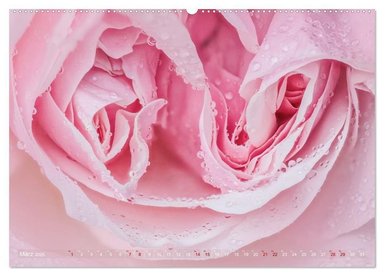 Produktbild: Rosen im Morgentau (hochwertiger Premium Wandkalender 2026 DIN A2 quer), Kunstdruck in Hochglanz