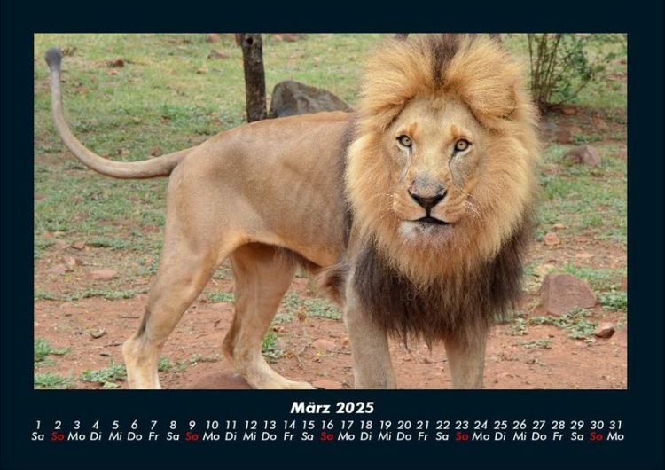 Produktbild: L&ouml;wen in der Wildnis 2025 Fotokalender DIN A4