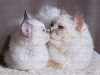 Produktbild: CALVENDO Puzzle Junice mit Mama - Blue Point | 1000 Teile Lege-Gr&ouml;&szlig;e 64x48cm Foto-Puzzle f&uuml;r gl&uuml;ckliche Stunden
