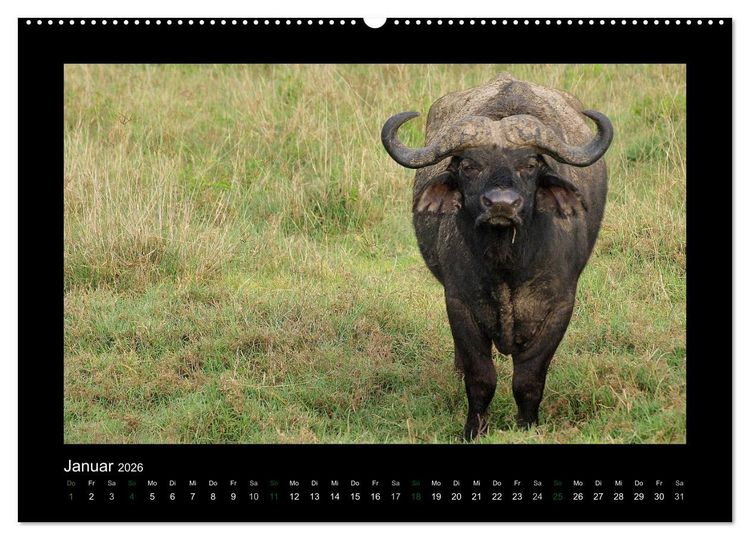 Produktbild: Wilde Tiere Afrikas (Wandkalender 2026 DIN A2 quer), CALVENDO Monatskalender