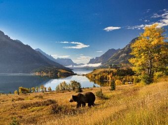 Produktbild: CALVENDO Puzzle Der Waterton Lakes National Park, gelegen im S&uuml;den der Provinz Alberta, ist die Heimat einer gro&szlig;en B&auml;renpopulation. | 2000 Teile Lege
