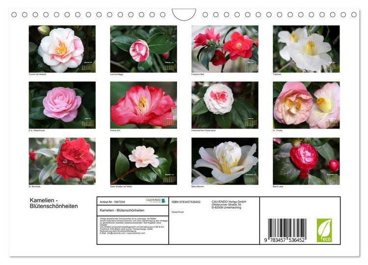 Produktbild: Kamelien - Bl&uuml;tensch&ouml;nheiten (Wandkalender 2026 DIN A4 quer), CALVENDO Monatskalender