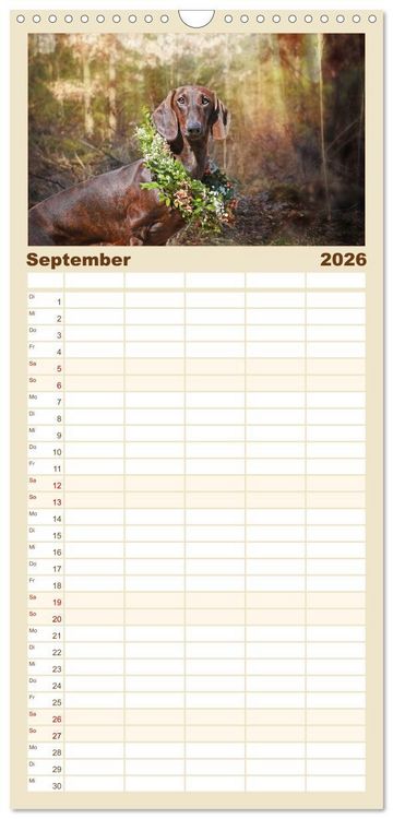Produktbild: Familienplaner 2026 - Der Dackel mit 5 Spalten (Wandkalender, 21 x 45 cm) CALVENDO