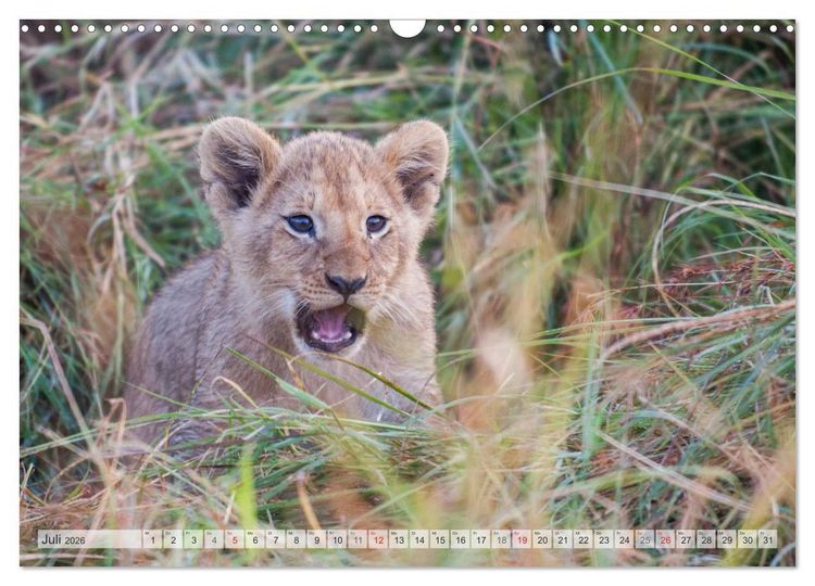 Produktbild: Emotionale Momente: Liebenswerte L&ouml;wenbabys (Wandkalender 2026 DIN A3 quer), CALVENDO Monatskalender