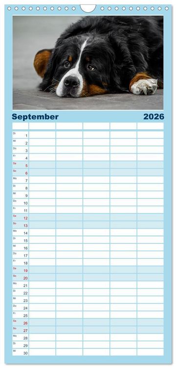 Produktbild: Familienplaner 2026 - Berner Sennenhunde - Faszinierende Herzensbrecher mit 5 Spalten (Wandkalender, 21 x 45 cm) CALVENDO