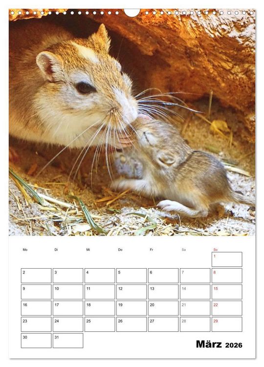 Produktbild: Mongolische Rennm&auml;use (Wandkalender 2026 DIN A3 hoch), CALVENDO Monatskalender