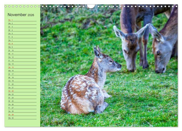 Produktbild: Wir sind die Stars im Wald (Wandkalender 2026 DIN A3 quer), CALVENDO Monatskalender